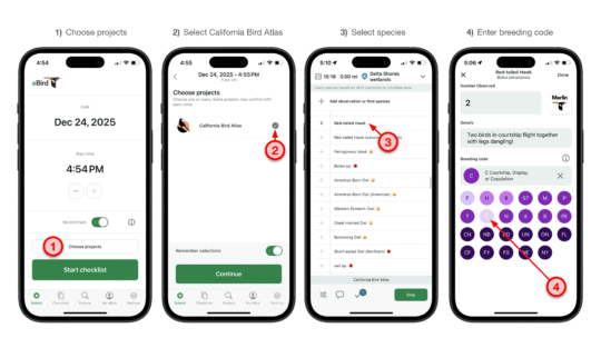 Breeding Codes - California Bird Atlas