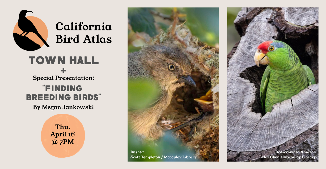 Atlas Dispatch: March 2026 - California Bird Atlas