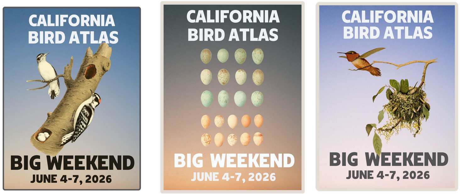 Atlas Dispatch: April 2026 Rewind - California Bird Atlas