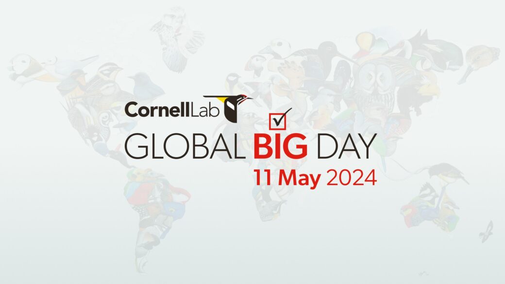 Global Big Day—11 May 2024 - Wisconsin eBird