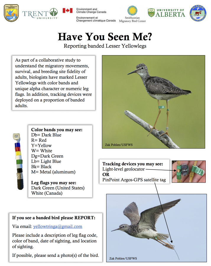 Reporting Banded Lesser Yellowlegs - Alaska eBird