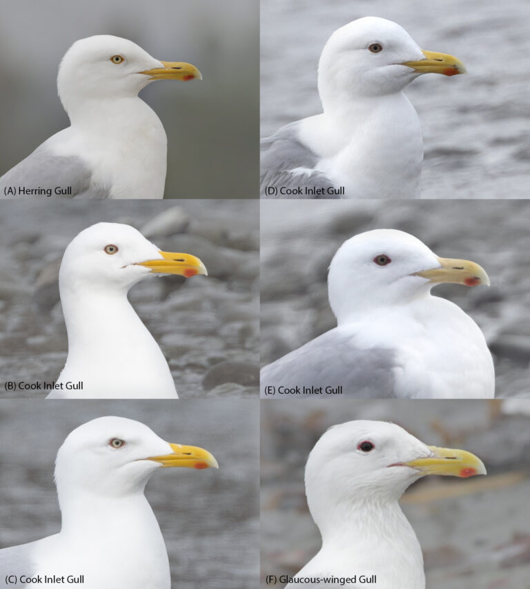 Cook Inlet Gull American Herring X Glaucous winged Gull Hybrid 