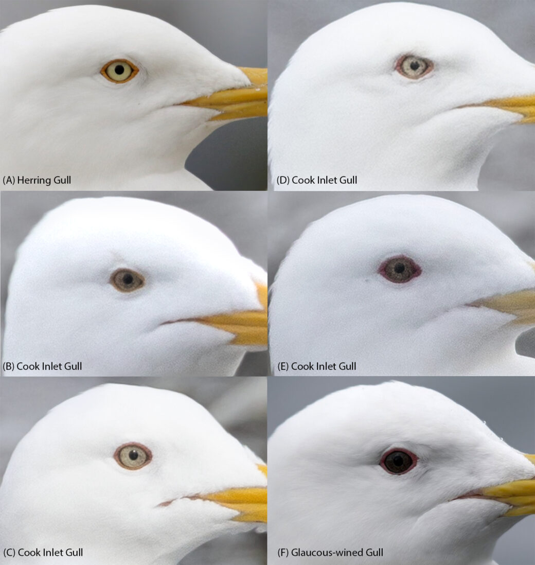 Cook Inlet Gull (Herring x Glaucouswinged Gull hybrid) Identification in Alaska eBird Alaska