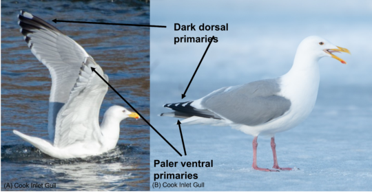 Cook Inlet Gull (Herring X Glaucous-winged Gull Hybrid) Identification ...