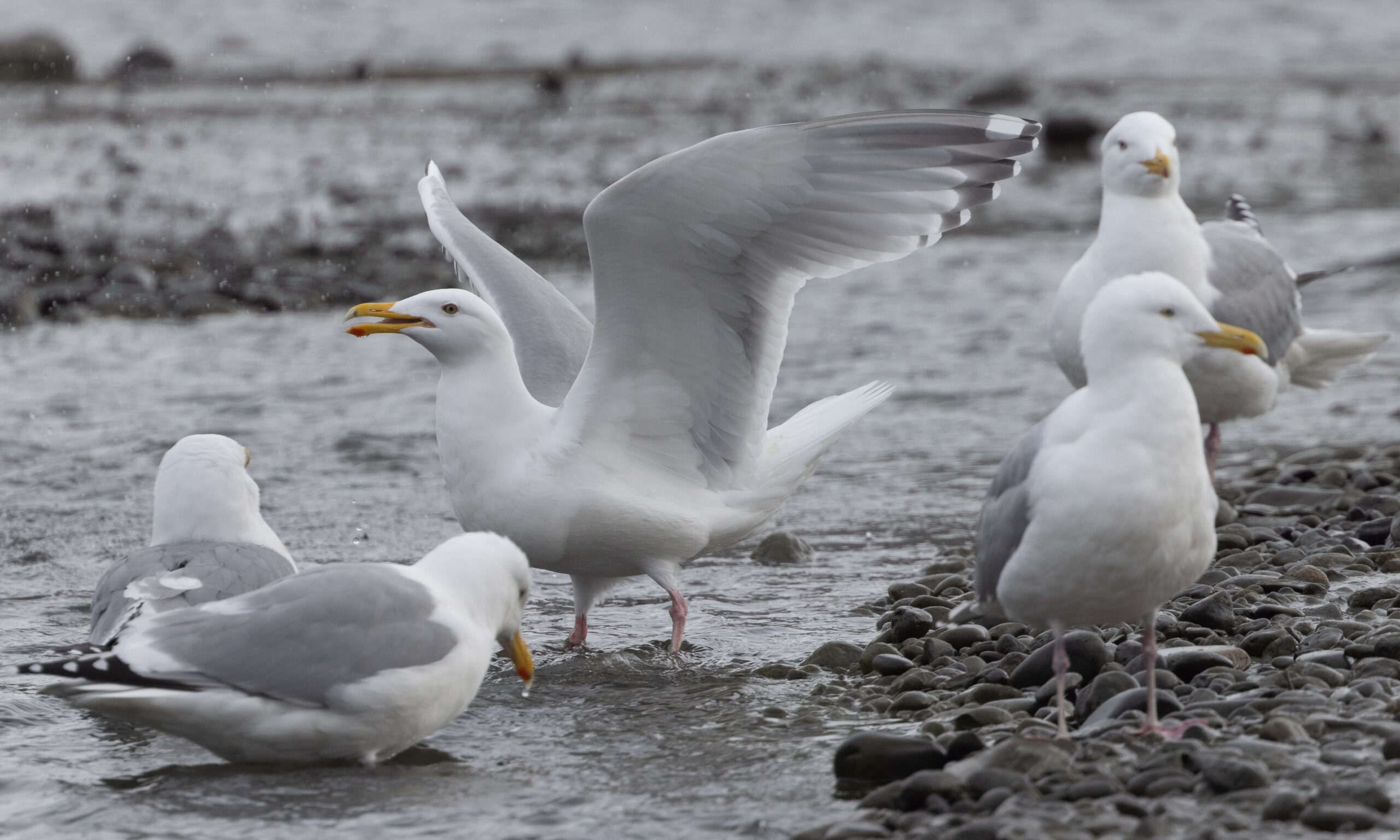 Has Science Gone Too Far Seagull