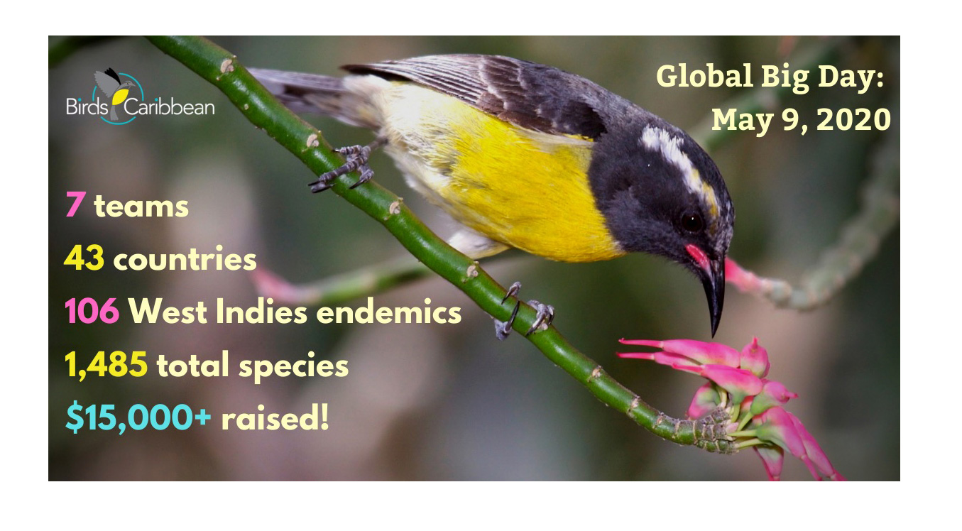 Bird News – BirdsCaribbean