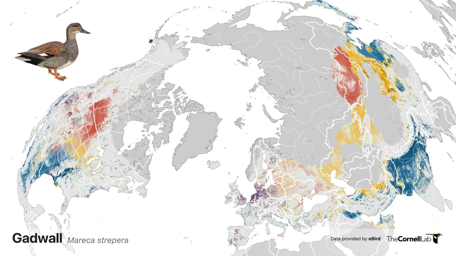 Global Patterns of Bird Abundance and Distribution Revealed for 1,009 ...