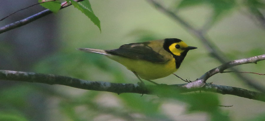 Migration Watching in Spring (NH Bird Records Spring 2021) - eBird New ...