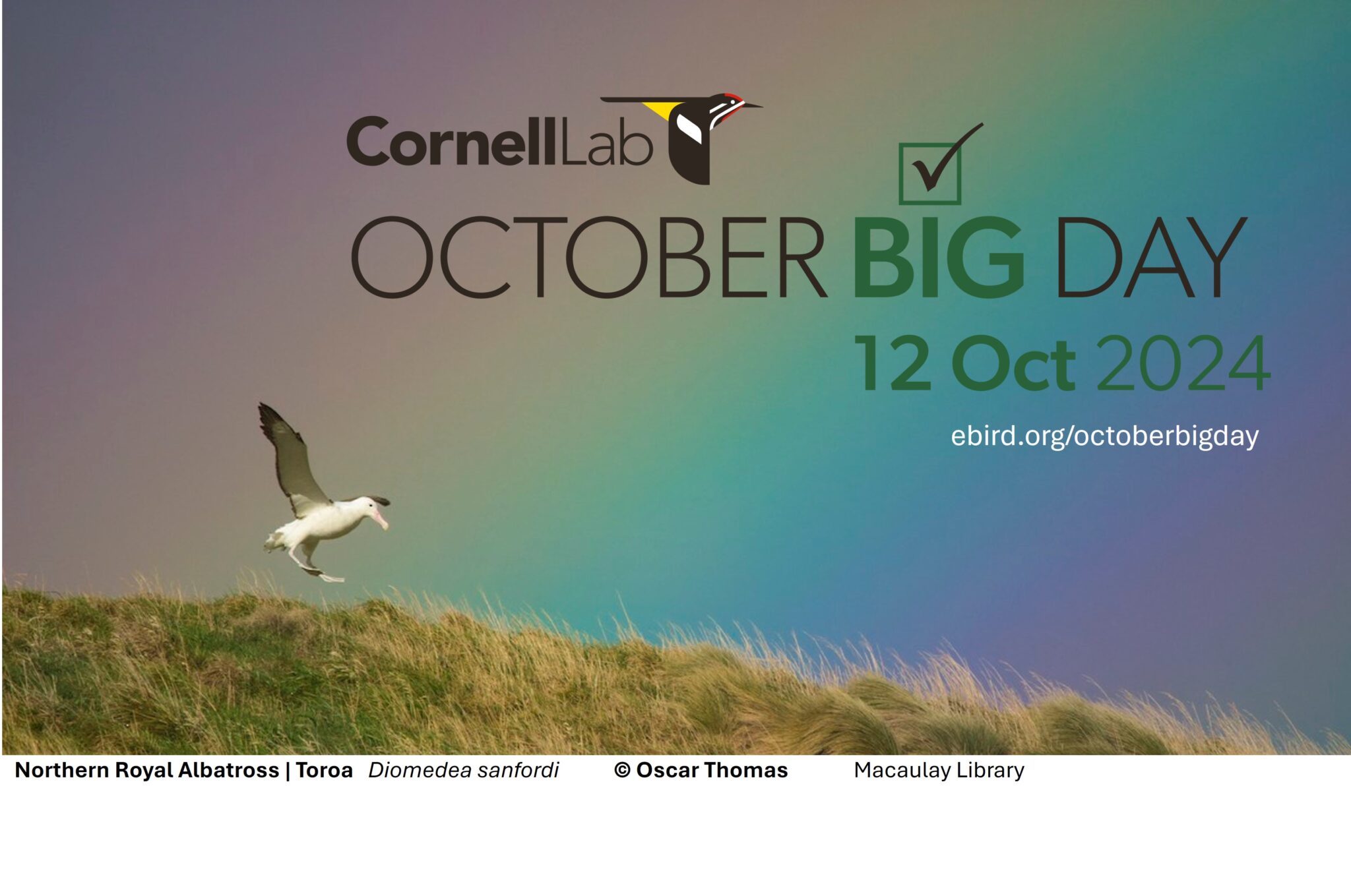 October Big Day—12 Oct 2024 eBird New Zealand