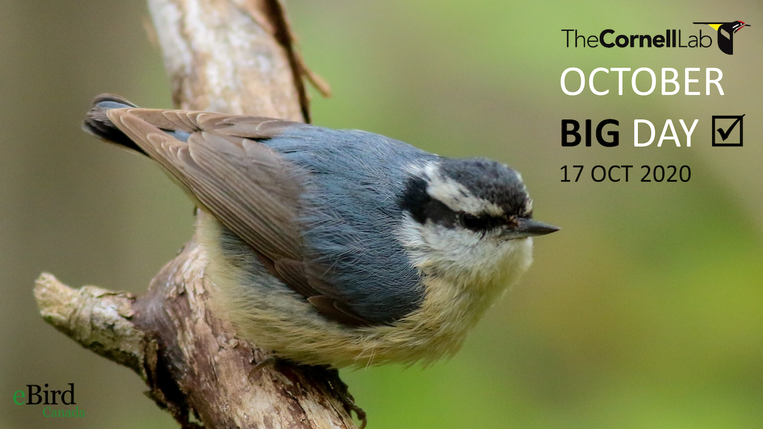 October Big Day 2020—bigger than ever! - eBird Canada