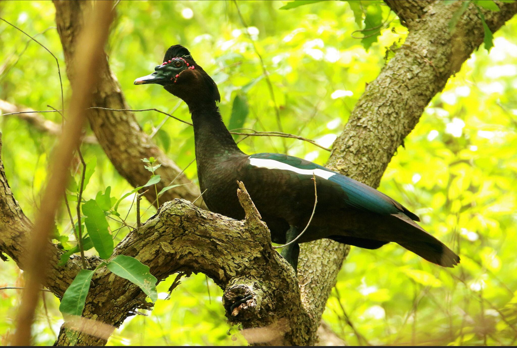 global-big-day-ebird-mexico