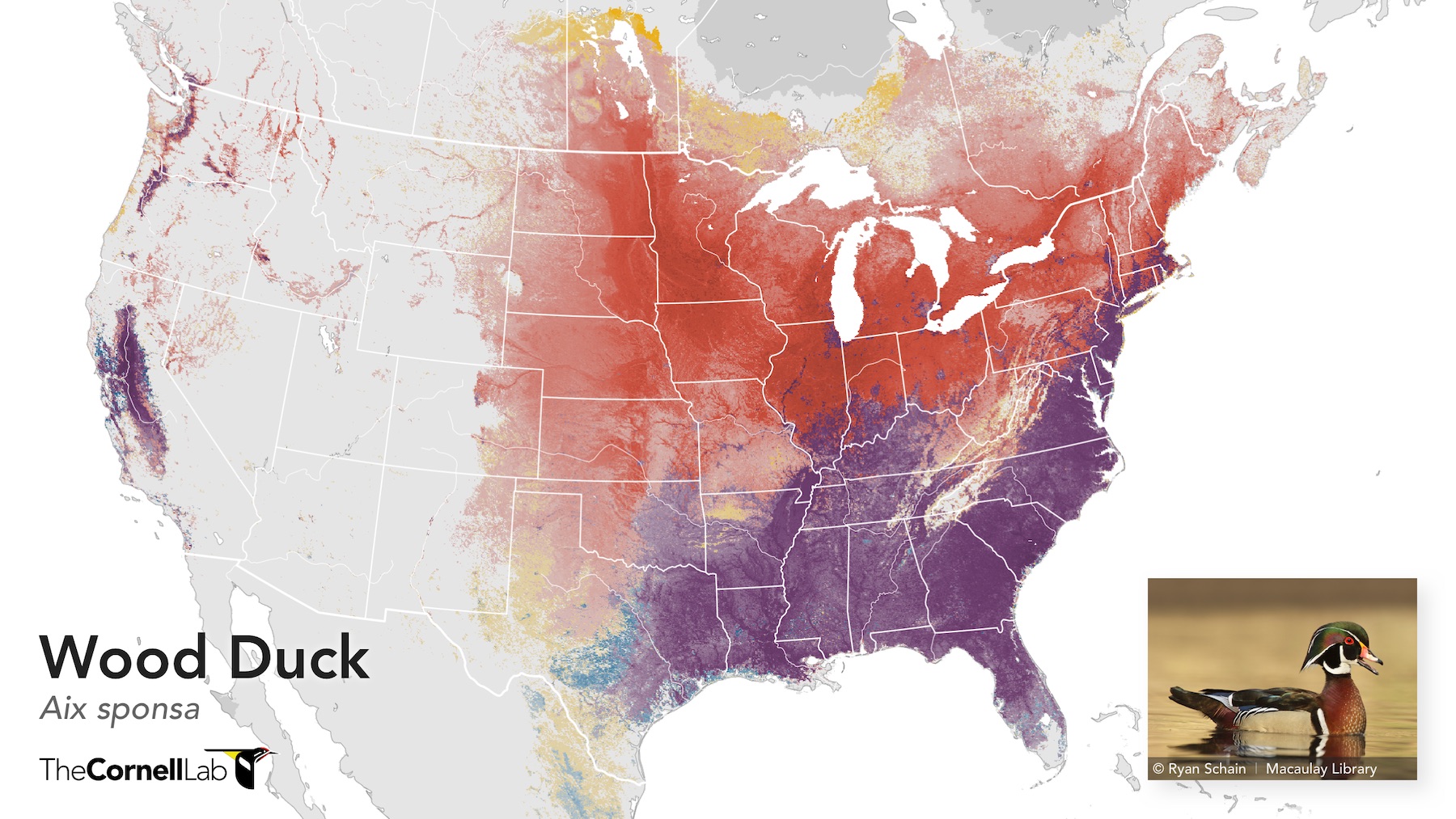 Observations Shared By Bird Watchers Reveal Migratory Pathways Of More Than 600 Bird Species Ebird