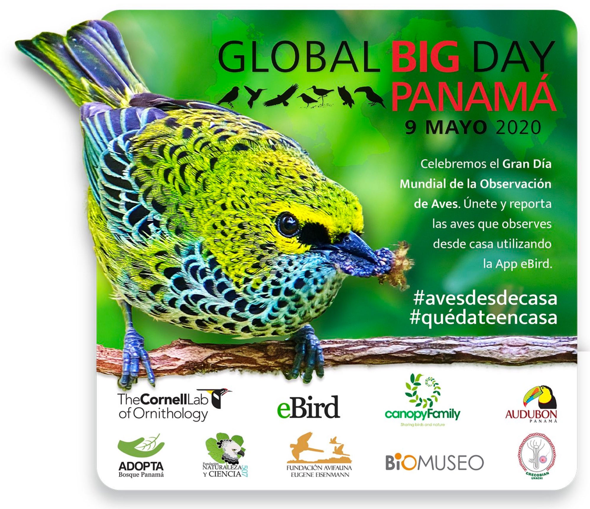Global Big Day 2020 birding's biggest team eBird