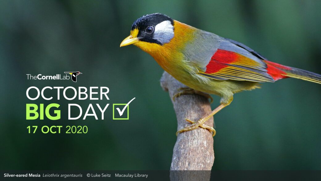 October Big Day 2020—bigger than ever! - eBird