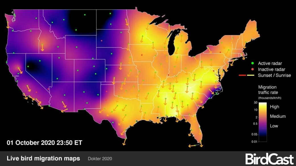 BirdCast helps birders experience migration and support conservation ...