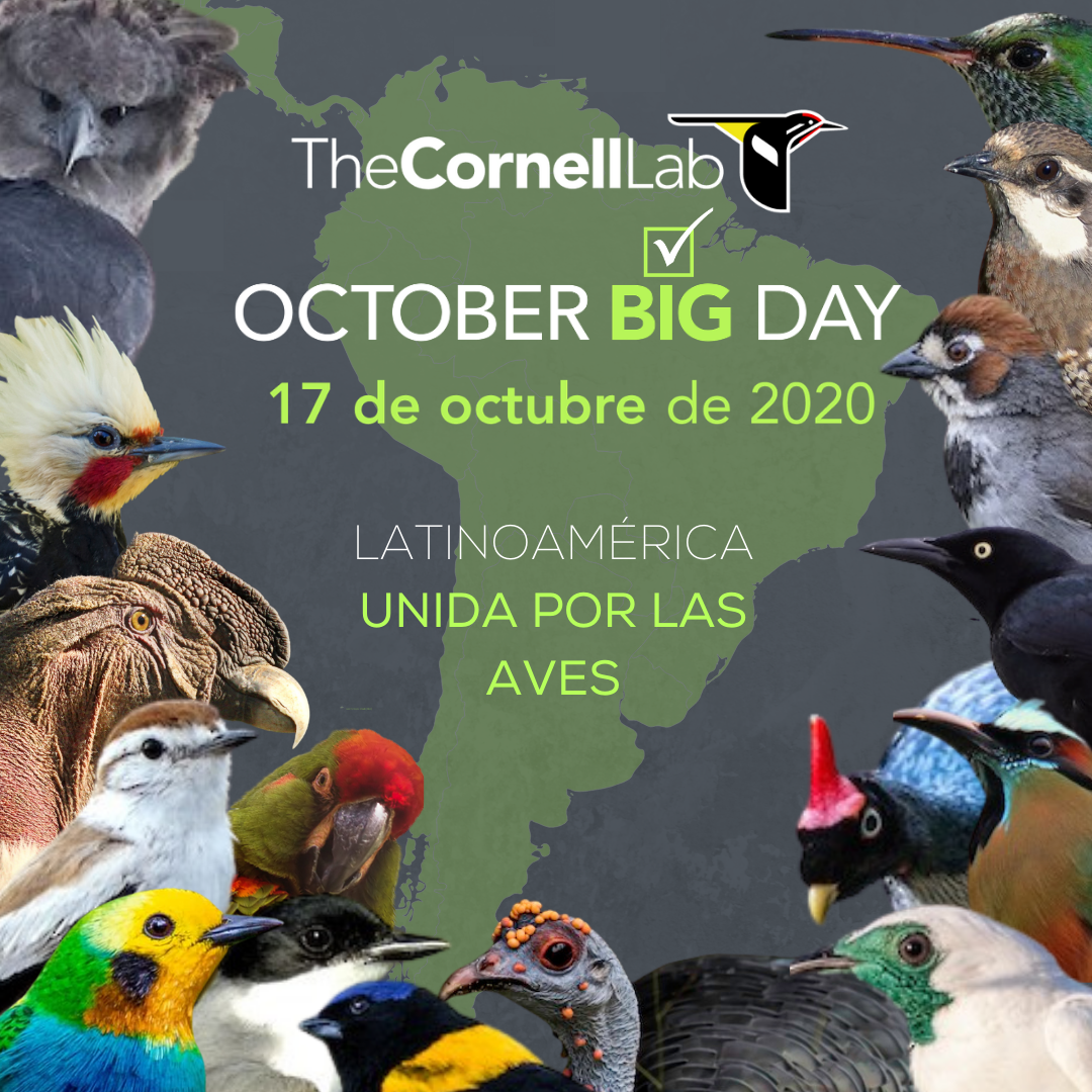 October Big Day 2020: a global birding phenomenon - eBird