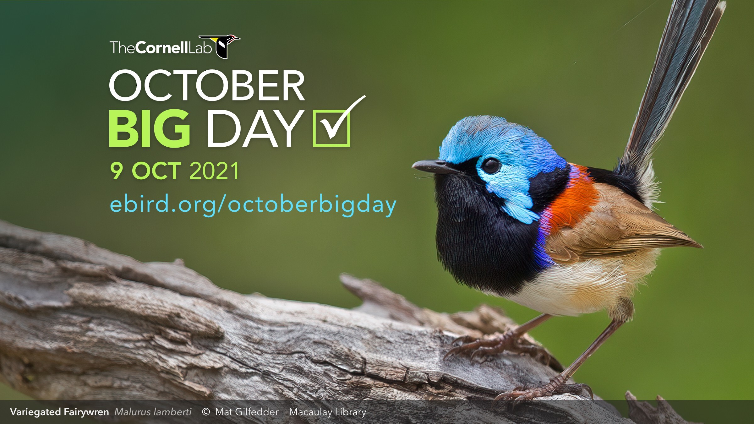 October Big Day—9 de Octubre de 2021 eBird