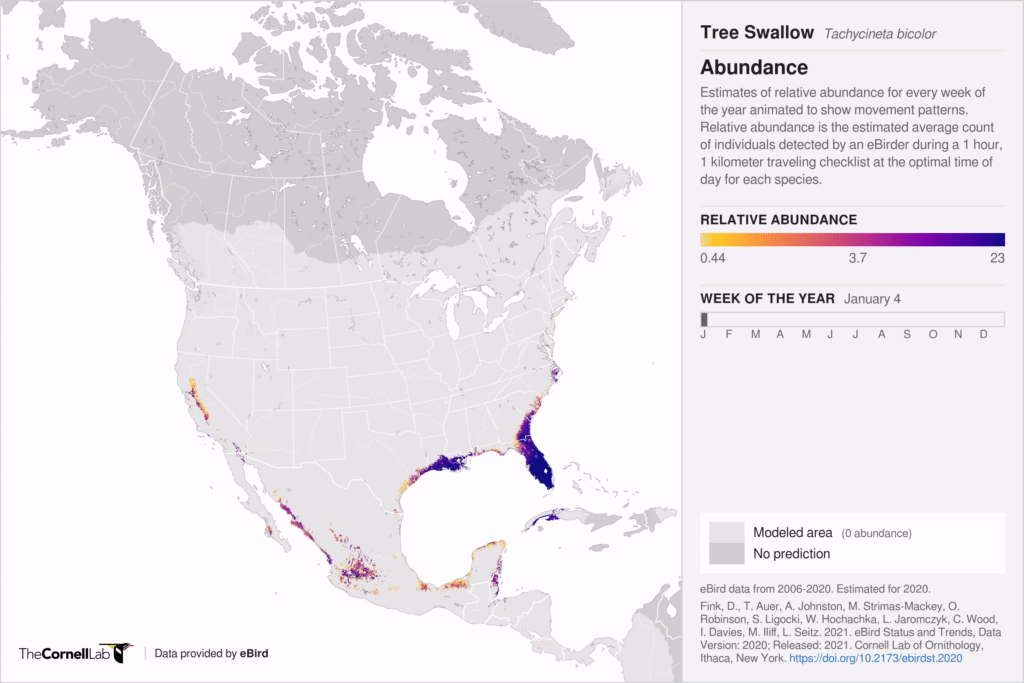 North America with colors ranging from yellow to dark blue indicating abundance and movement patterns of a Tree Swallow throughout the year. 