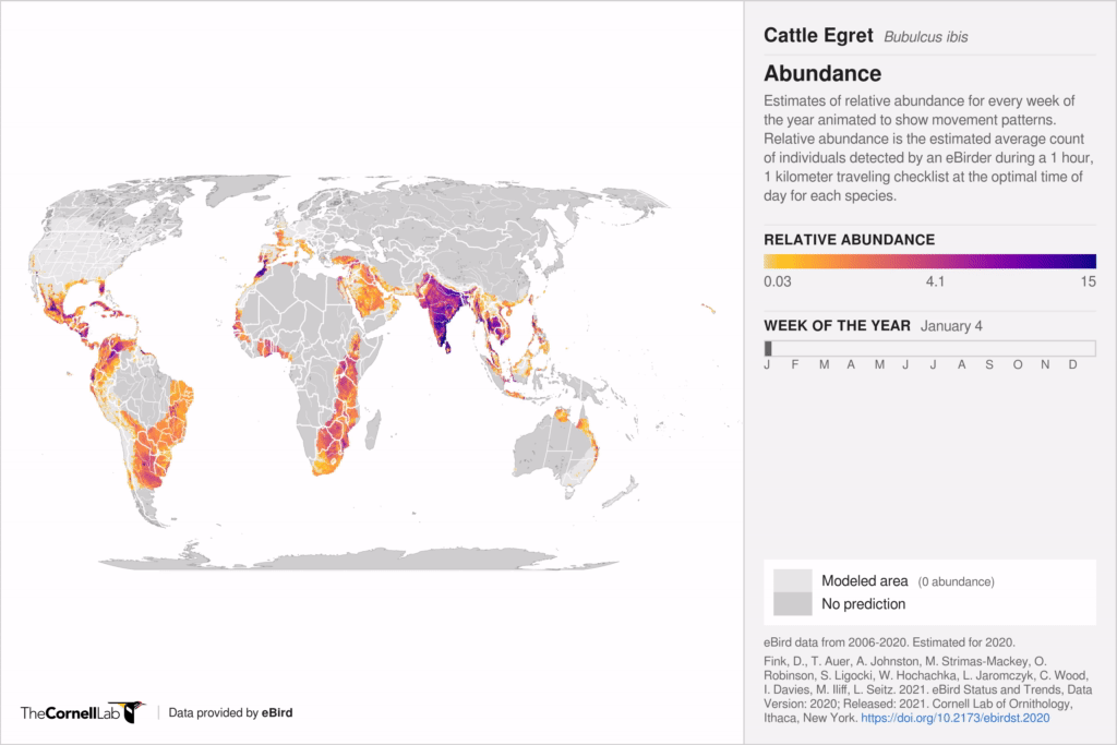 The earth with colors ranging from yellow to dark purple depicting movements of Cattle Egret