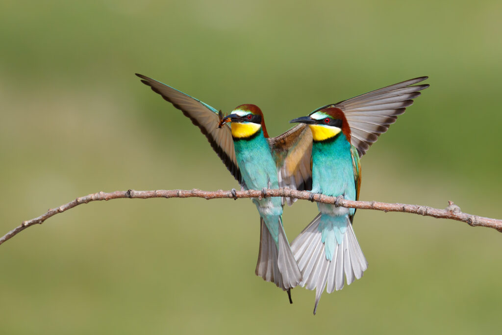 eBird Impacts: European Bee-eaters expand their range northwards - eBird