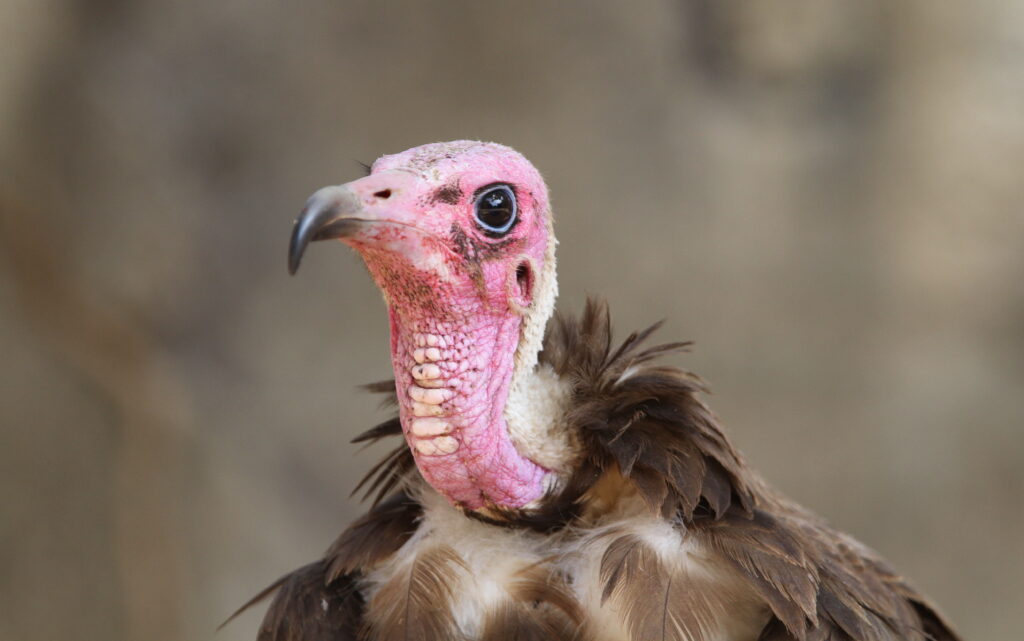 Hooded Vulture  The Peregrine Fund