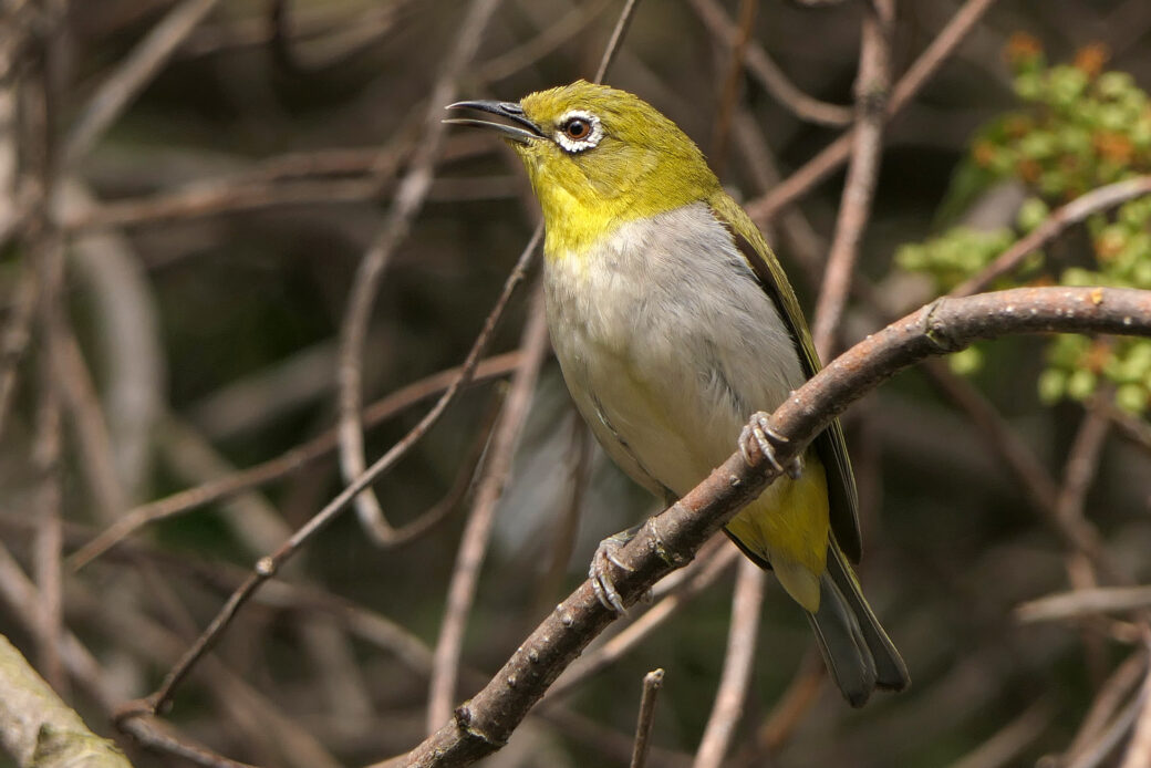 Important Changes to Exotic Species in eBird - eBird