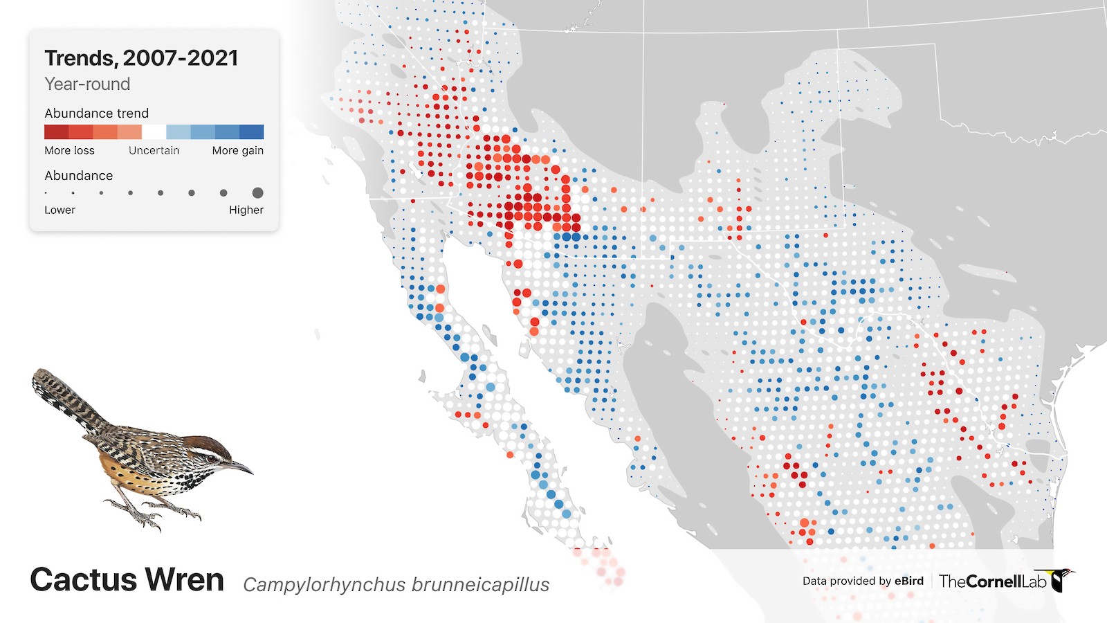 Map of the Southwestern U.S. and northern Mexico with red dots indicating populations declines and blue dots indicating population increases for Cactus Wren. 