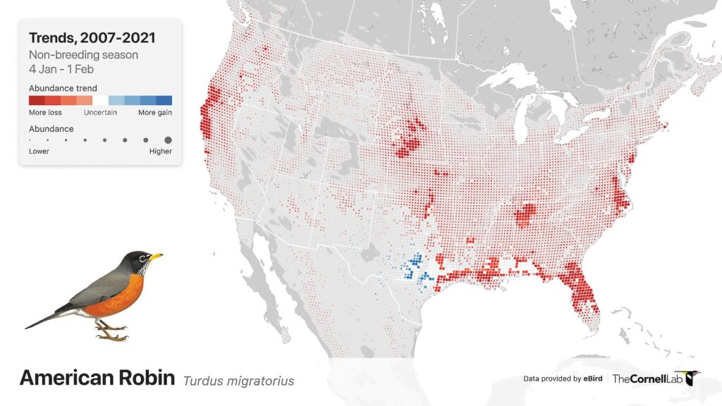 Species Spotlight: American Robin