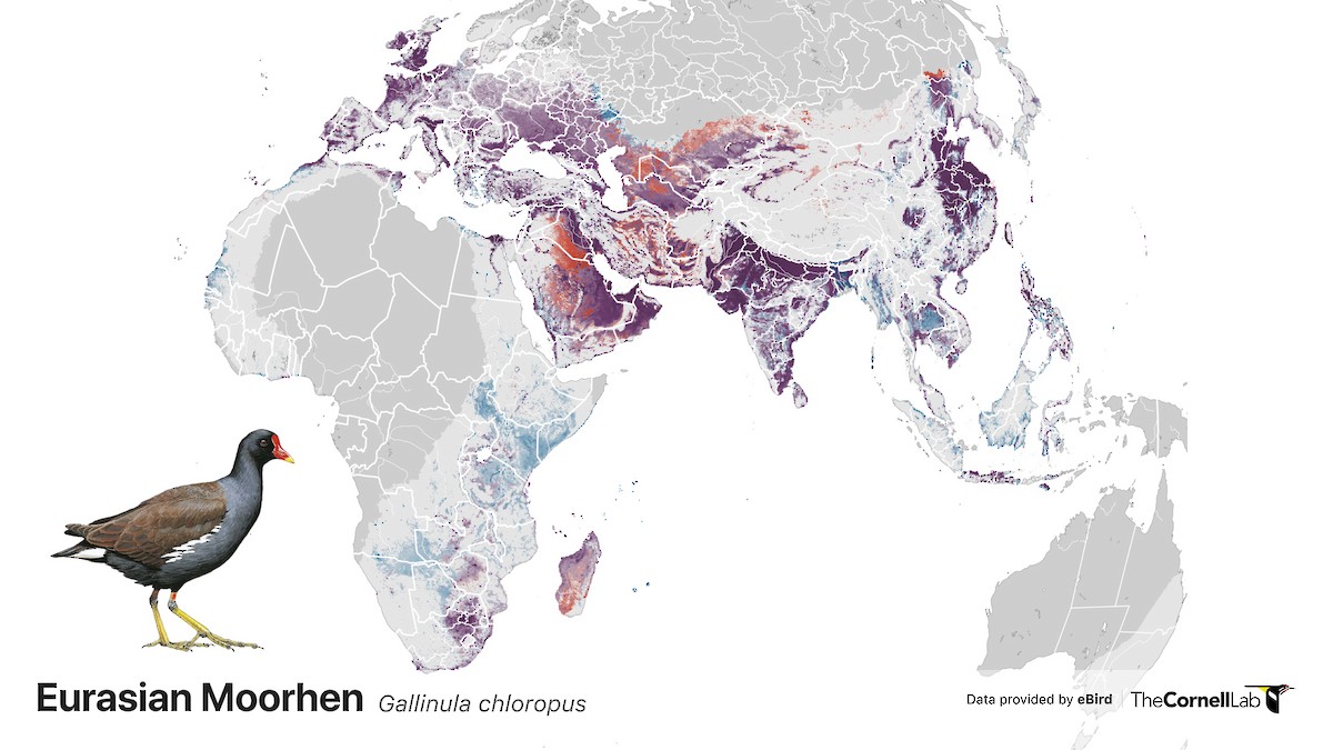 Updated abundance and range maps for 2,068 species - eBird