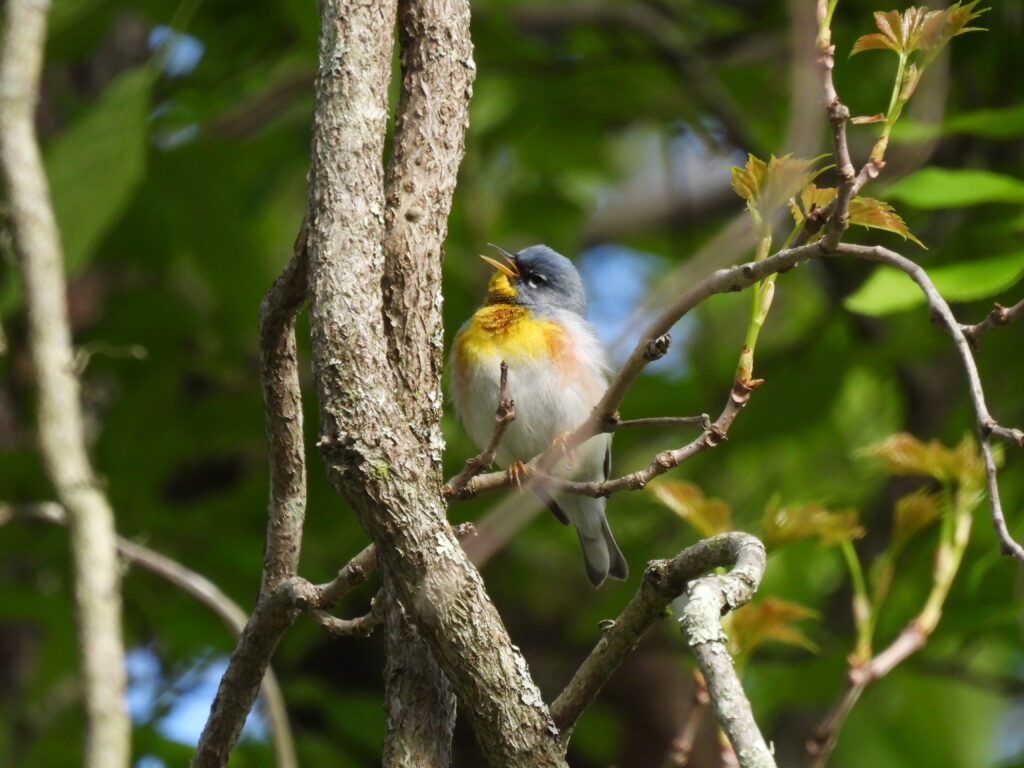 Michele McDermott March eBirder of the Month eBird