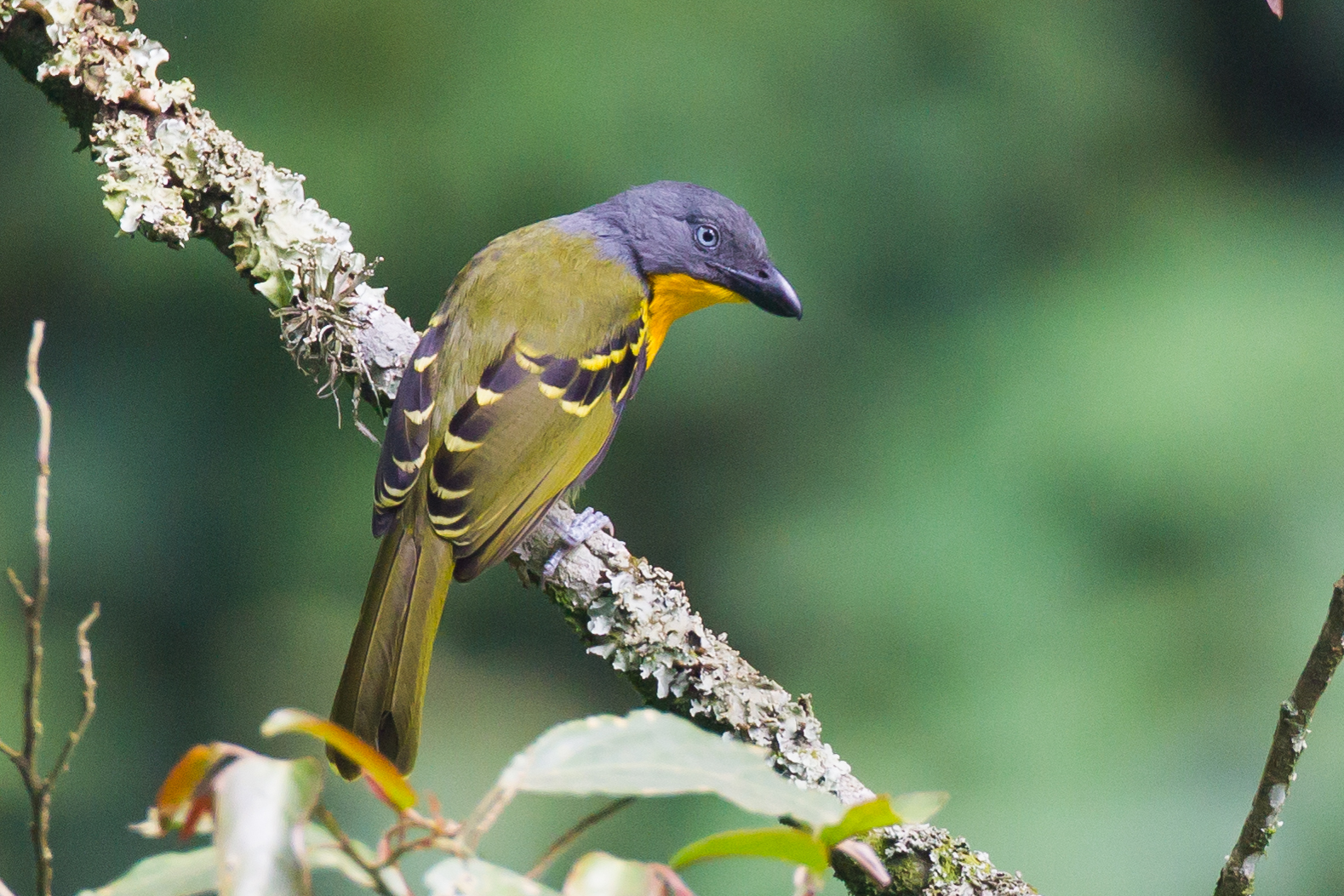 Jukka Jantunen, June eBirder of the Month - eBird