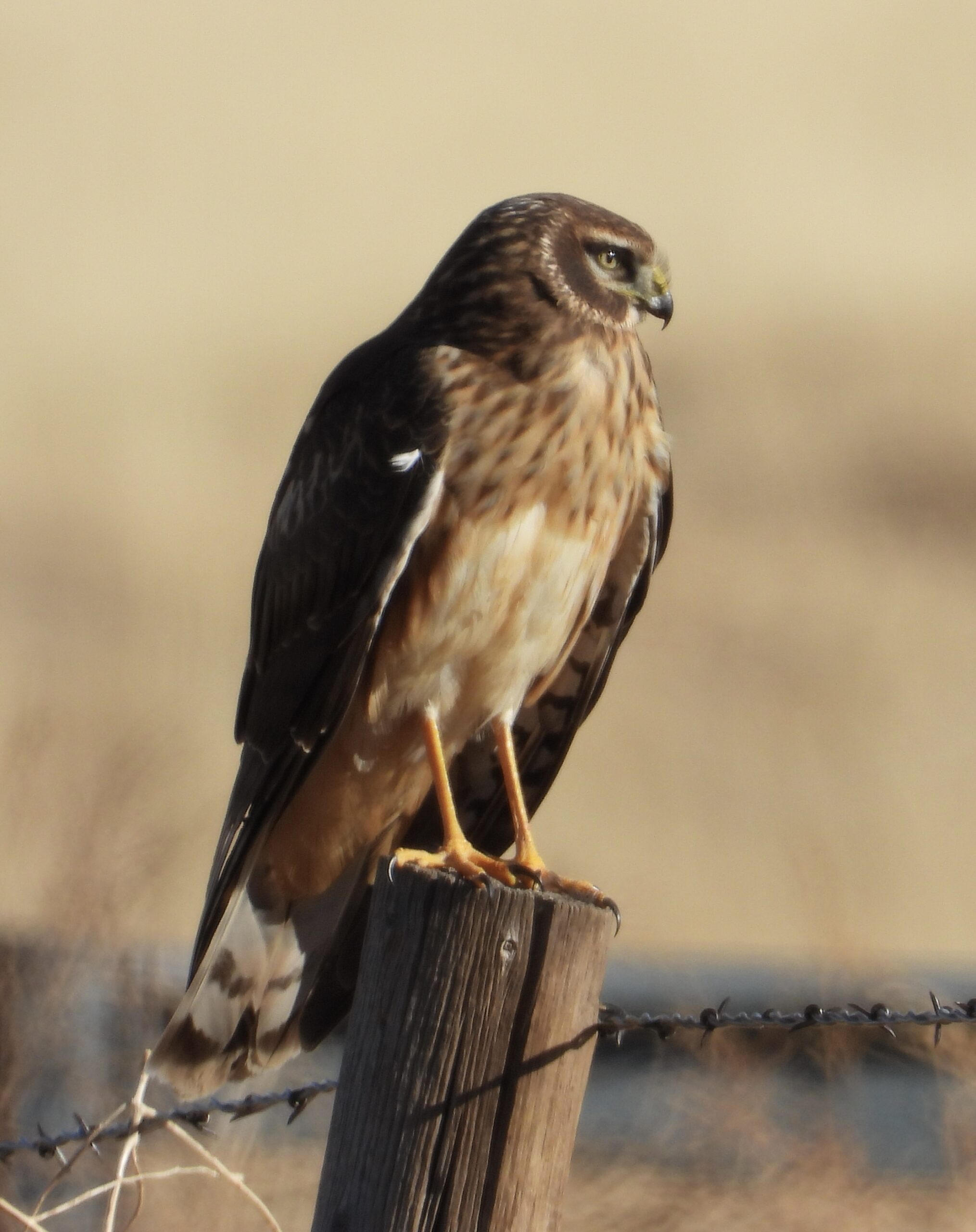 Joan Grant August Ebirder Of The Month Ebird