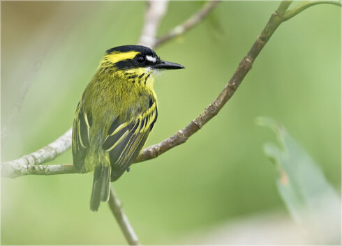 A small black and yellow bird perches on a twig