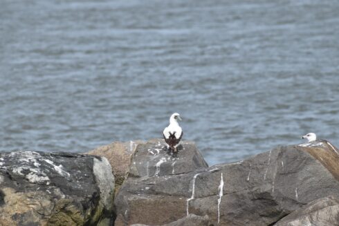 A white-backed bird with dark wings and a gray face perches atop rocks, looking back at the photographer with the ocean as a backdrop,