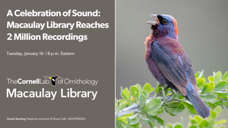 A Celebration of Sound: Macaulay Library Reaches 2 Million Recordings ...