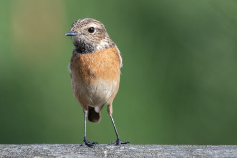 Picture of a bird with a rusty orange check standing at a slight angle.