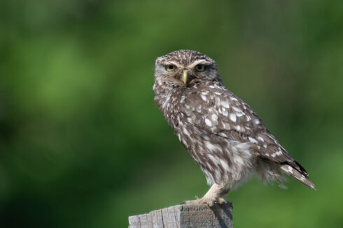 Picture of a Little Owl perched on a post