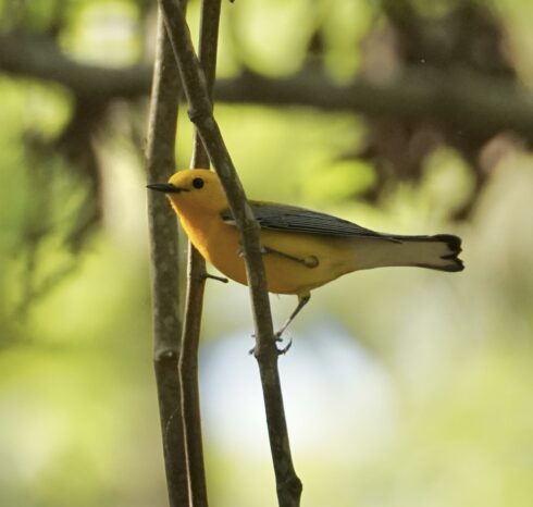 A Prothonotary Warbler perches on a branch