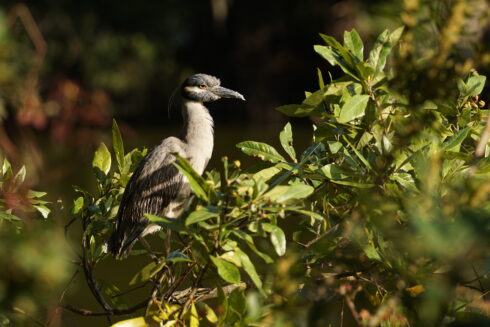 A Yellow-Crowned Night Heron perches in shrubbery