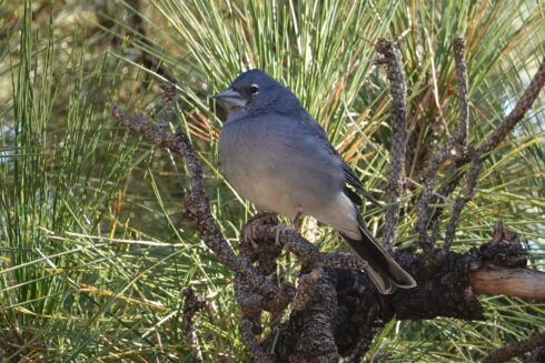 A Tenerife Blue Chaffinch perches in a tree.