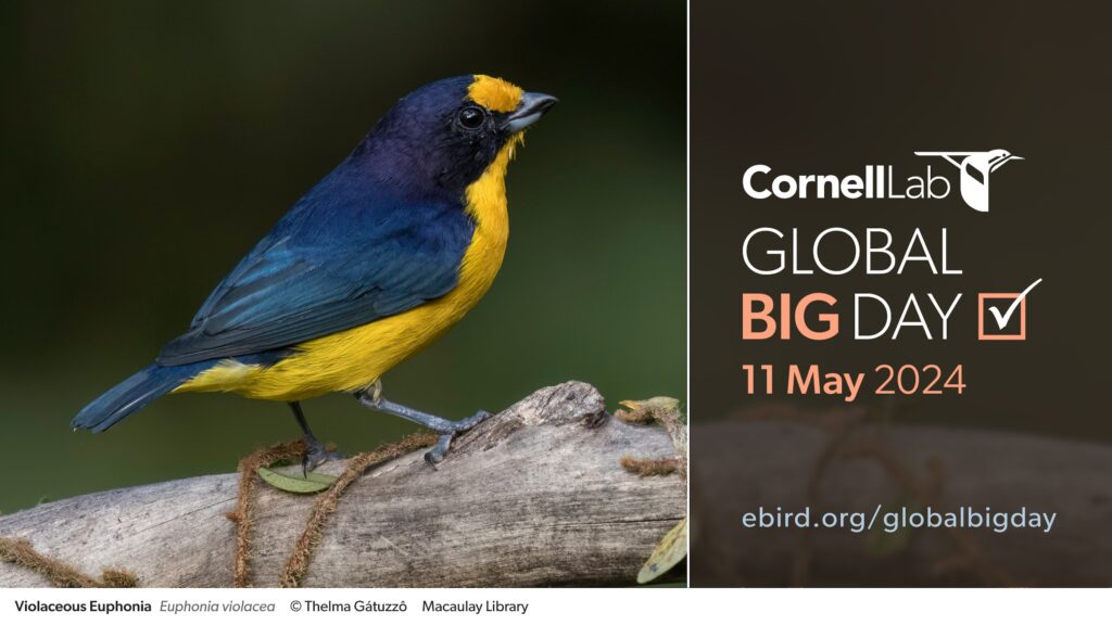 eBird - Discover a new world of birding...