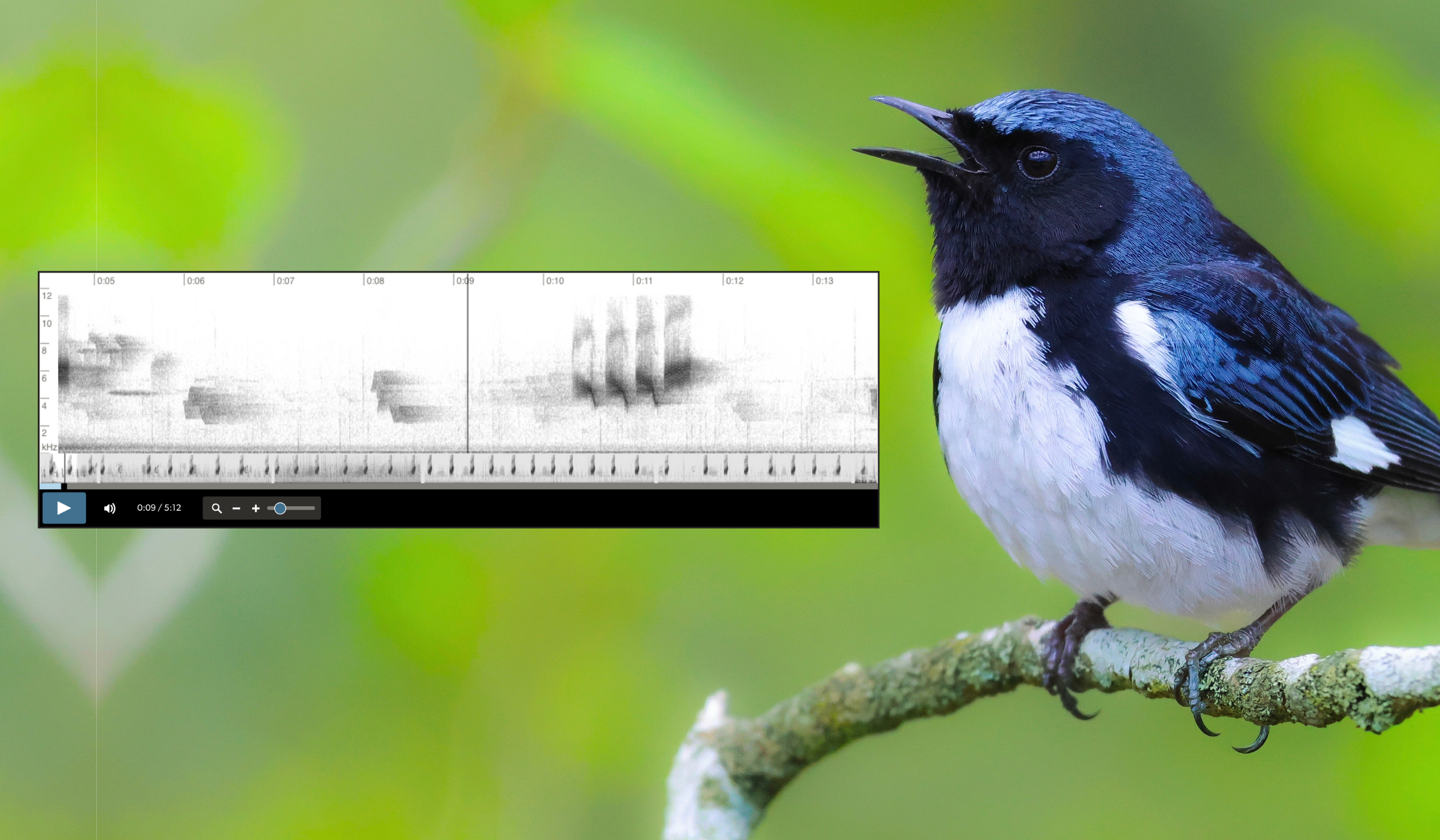 A Black-throated Blue Warbler Singing Image