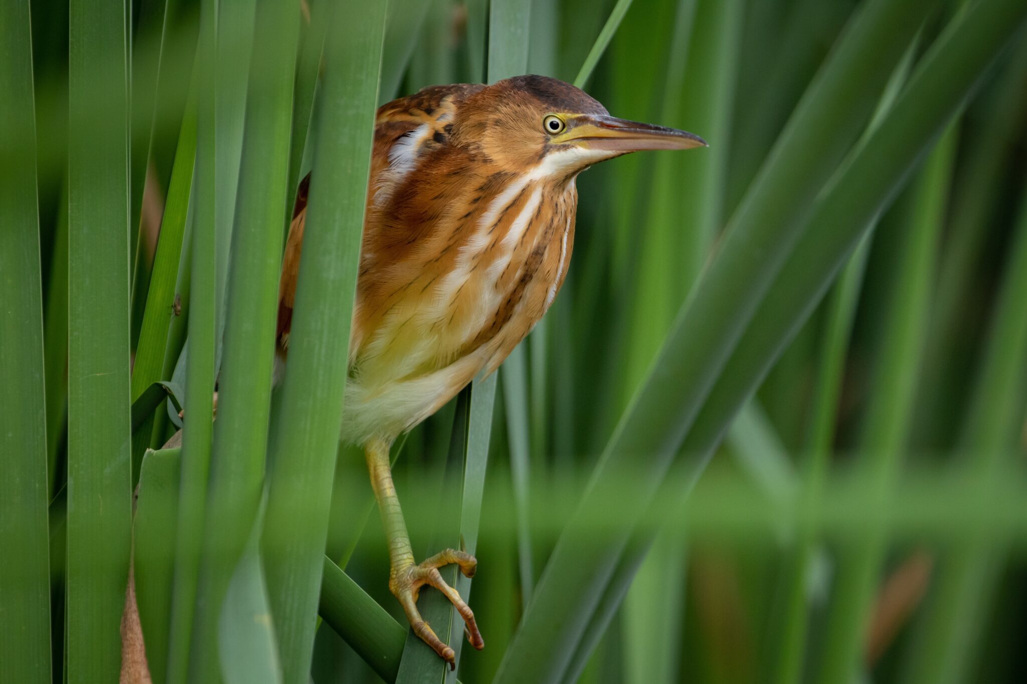 eBird in Action: Integrating eBird Data for Cost-effective Conservation ...