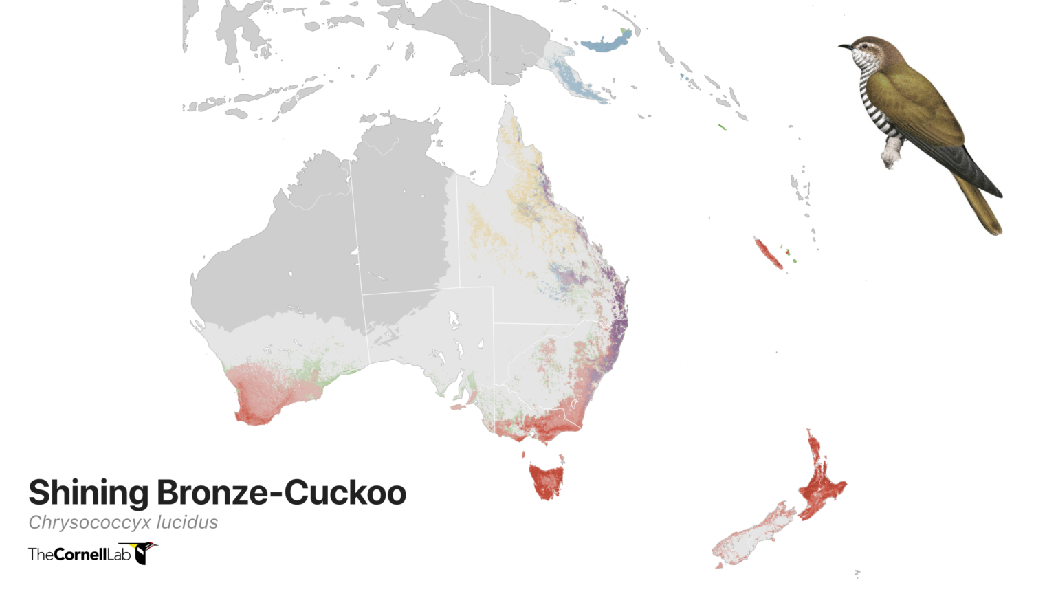 New Look At Movements And Distribution Patterns Of 807 Bird Species ...