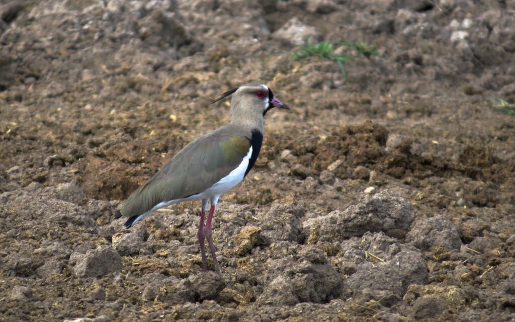 Lapwing Ranges Central American range expansions - eBird Panama