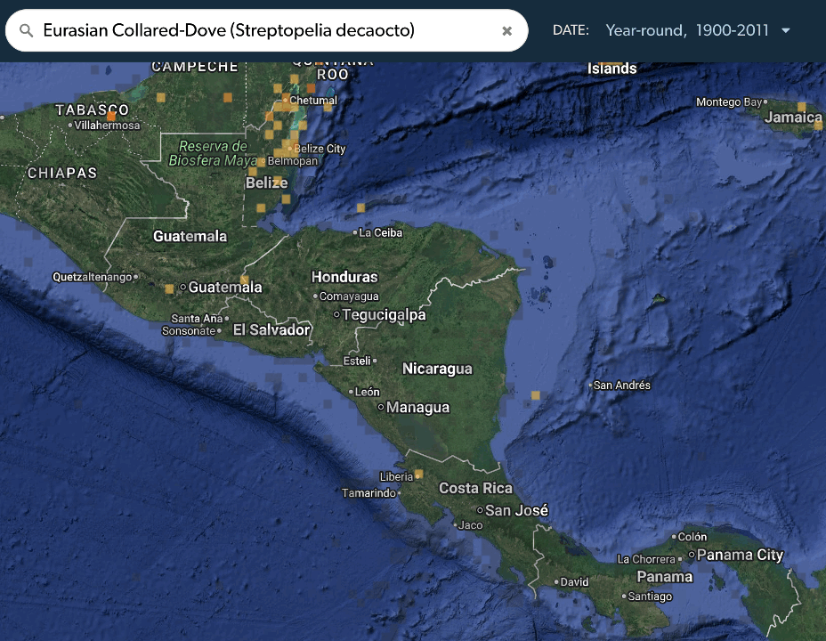 Central American range expansions - eBird Panama