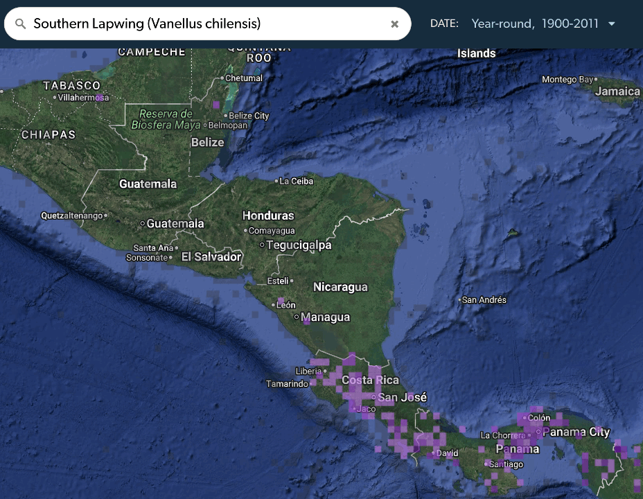 Lapwing Ranges Central American range expansions - eBird Nicaragua