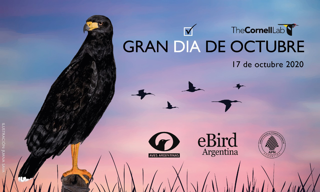 Gran Día de Octubre—17 de octubre de 2020 - eBird Argentina