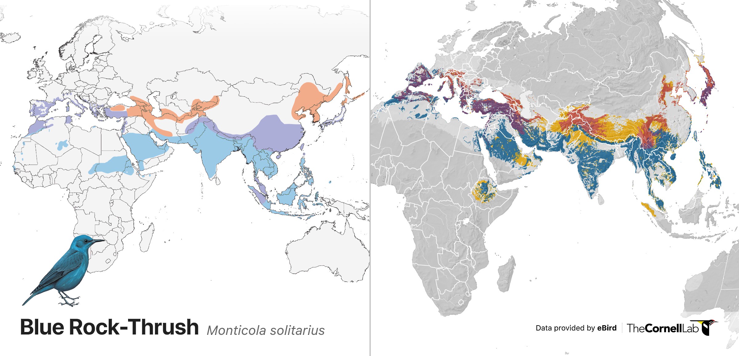 Global Patterns of Bird Abundance and Distribution Revealed for 1,009
