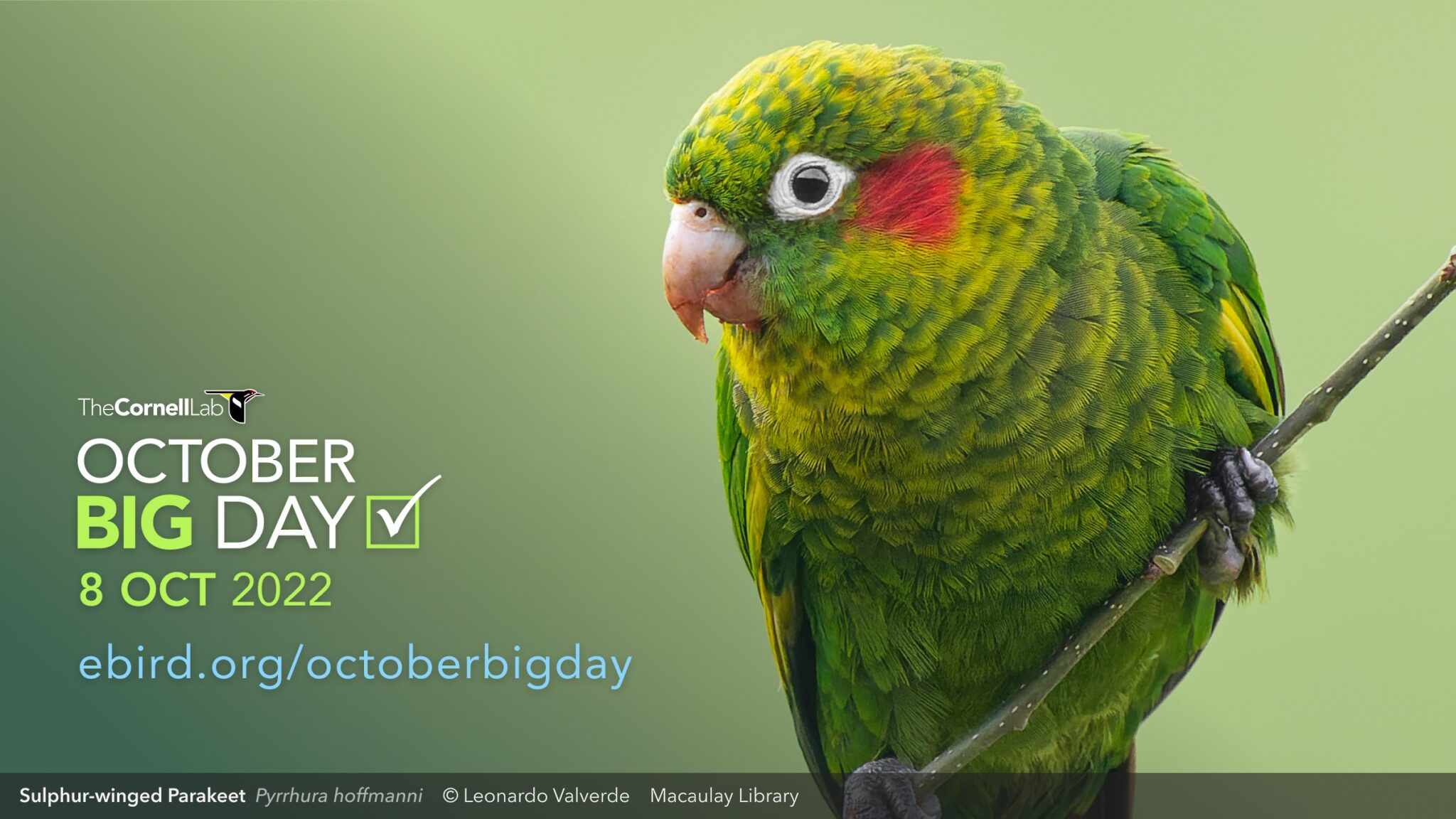 October eBirder of the Month Challenge eBird Australia